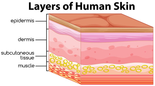 skin_layers_facelifting
