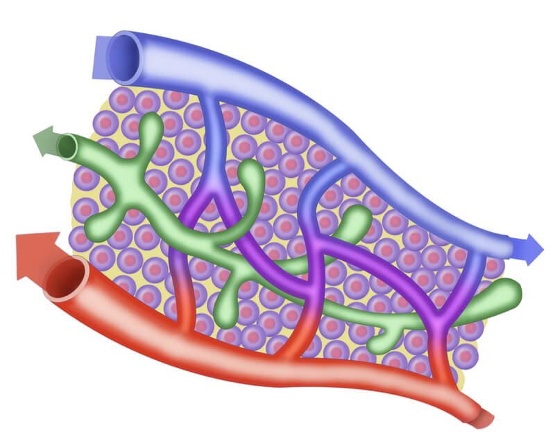 lymphatic system circulation